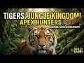 🐅 Wild Tiger Documentary | Powerful Predator of the Jungle 🌿 Facts &amp; Behavior