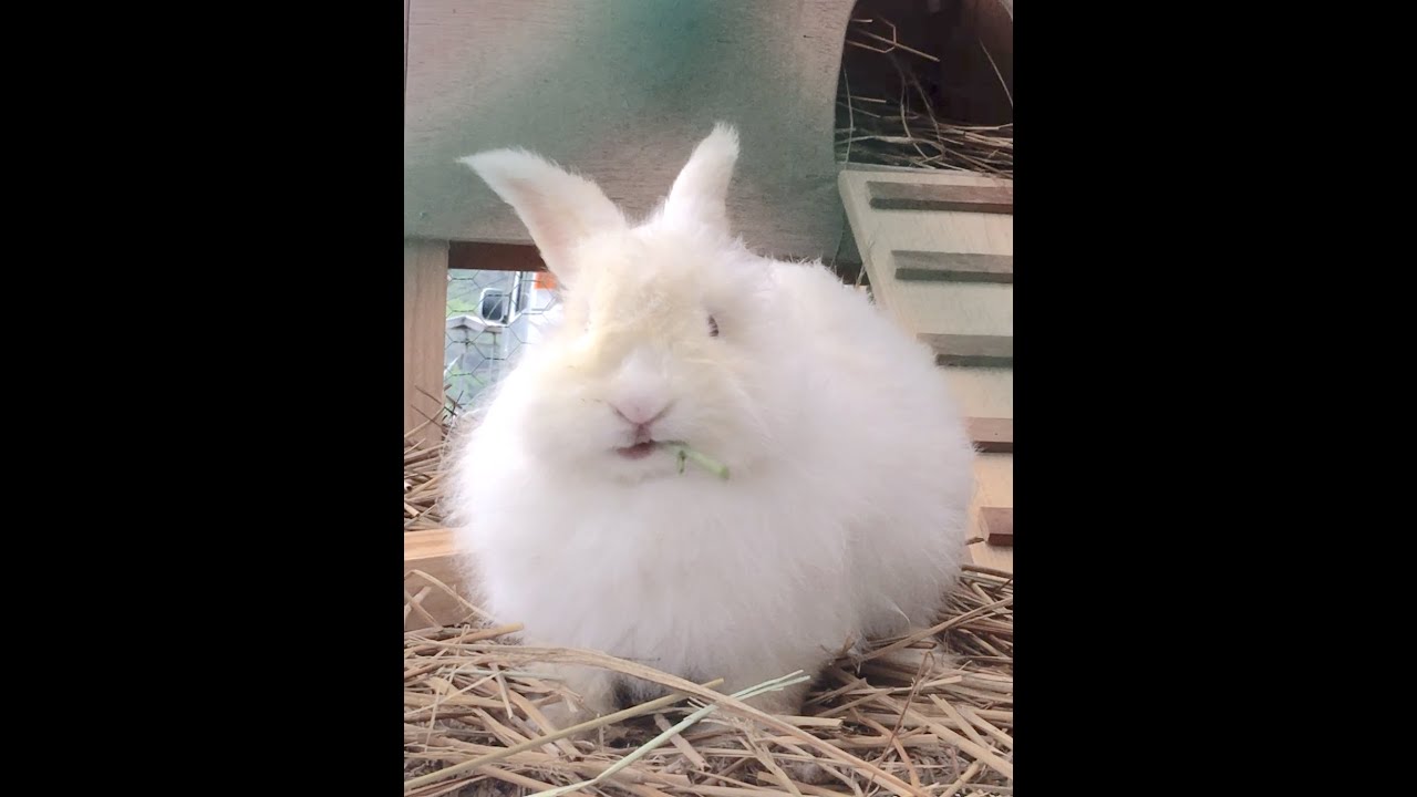 クレソンを食べるおもち Rabbit eating watercress YouTube