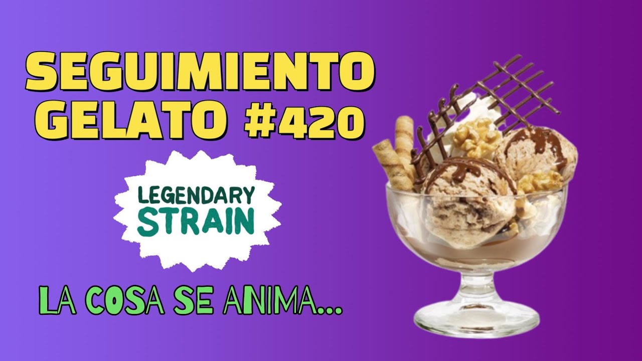 SEGUIMIENTO GELATO 