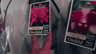 ORCHIDS IN A BAG  Money Saving Pt  2