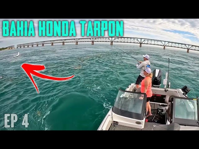 Top 6 Tarpon Baits of ALL TIME 