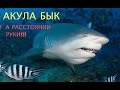 ДАЙВИНГ С АКУЛАМИ!!! КУБА 2019!!! АКУЛА-БЫК НА РАССТОЯНИИ РУКИ