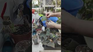 видео: КОЛЕРИИ.Обрезка,пересадка,цветение🌸🌸🌸 круглый год!#комнатныерастения #цветы # КОЛЕРИИ #волгоград картинка: КОЛЕРИИ.Обрезка,пересадка,цветение🌸🌸🌸 круглый год!#комнатныерастения #цветы # КОЛЕРИИ #волгоград