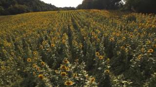 Knoxville TWRA Sunflower Field