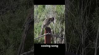 Greater Roadrunner Clacks & Coos (male) #birds #california
Crystal Cove State Park - El Moro, Laguna Beach, California, 9 January 2026.
#birds #roadrunner #greaterroadrunner Greater Roadrunner Clacks & Coos (male) #birds #california
