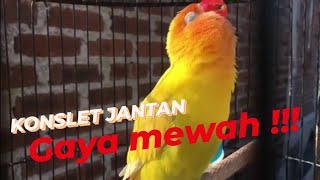 Lovebird konslet jantan mewah