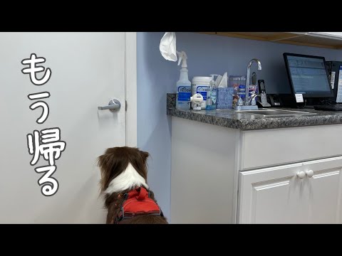 動物病院がイヤすぎてドアの前で猛アピールしてくる犬｜驚愕のアメリカ医療費に度肝を抜かれた日…｜オーストラリアンシェパード