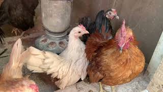 World’s Smallest Chicken Breed: MICRO SERAMA FLOCK World S Smallest Chicken Breed Micro Serama Flock