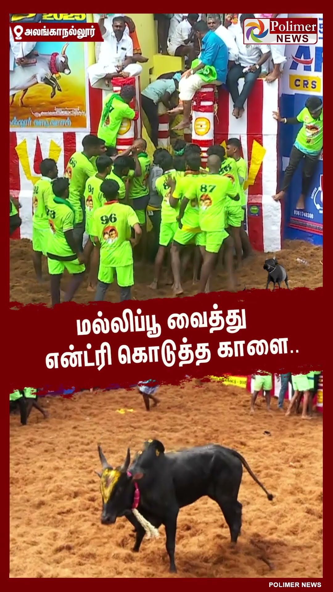 மல்லிப்பூ வைத்து என்ட்ரி கொடுத்த காளை.. #shorts | #alanganallurjallikattu
