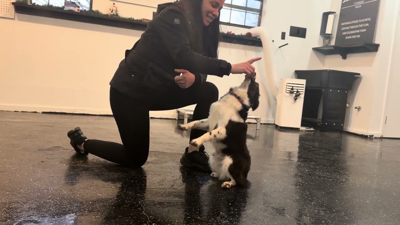 Kona training session. Attaching the cue: Sit & Down.