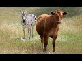 Zebra and Cow Meet 2019