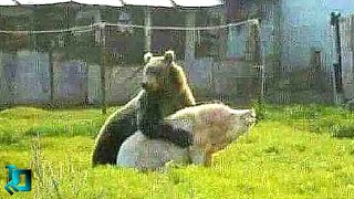 Медведь в Деле / Cумасшедшие Битвы Медведя Снятые На Камеру
