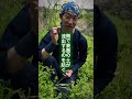 雑草は、土からのラブレター。そこに生えている草は、その土の状態そのものです。抜く前に、読む。草はメッセージです。