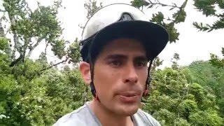 Protester In Kauri Tree