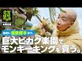 【巨大楽園】ひょうろく、運命のビカク発見💸”美”の植物インサートも【ほぼノーカット！未剪定版✂️】／変態植物倶楽部～ひょうろくの未確認変態は何処に～ #ひょうろく #珍奇植物 #観葉植物 #ビカクシダ