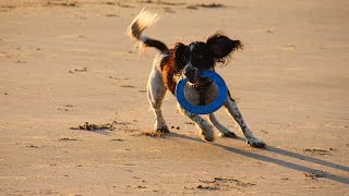 Training Your English Springer Spaniel Tips and Techniques for Success