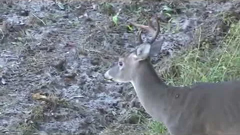 Mississippi Deer Hunting Season 2014-15