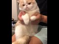 Exotic shorthair cat の動画、YouTube動画。