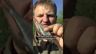 Köderfisch für Zander montieren #zanderangeln #fishingtips