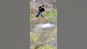 Bắt cá mùa lũ dễ như ăn kẹo