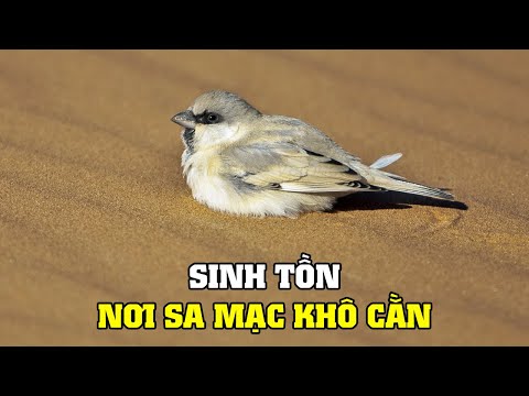 Video: Những mối đe dọa đối với sa mạc là gì?