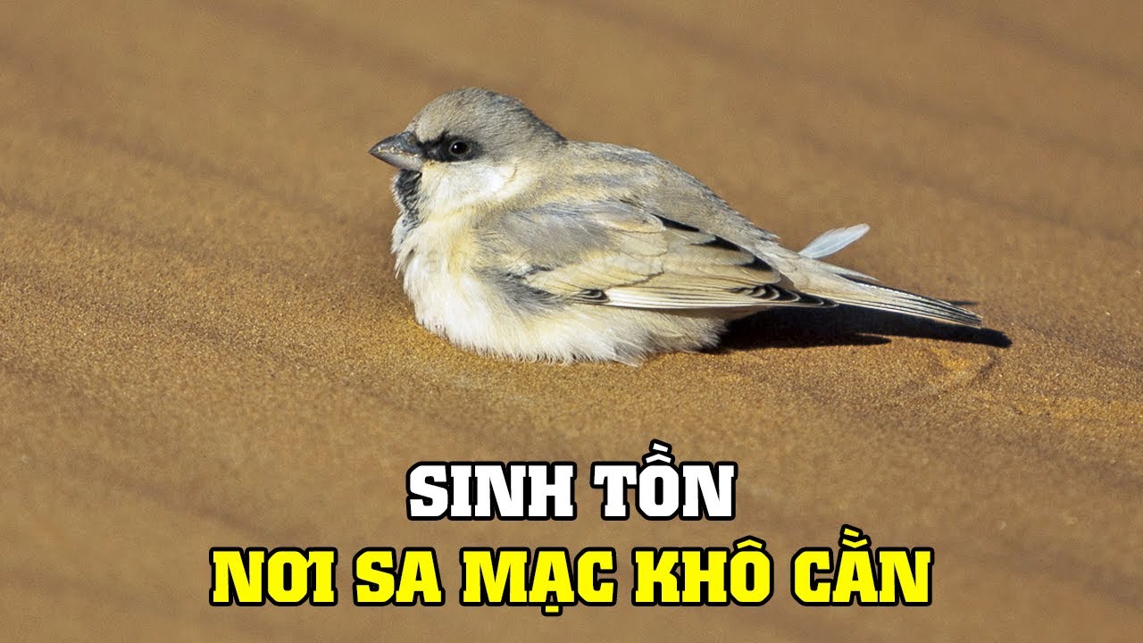 ⁣🐪Động Vật Nơi Sa Mạc | Khám Phá Thế Giới Động Vật