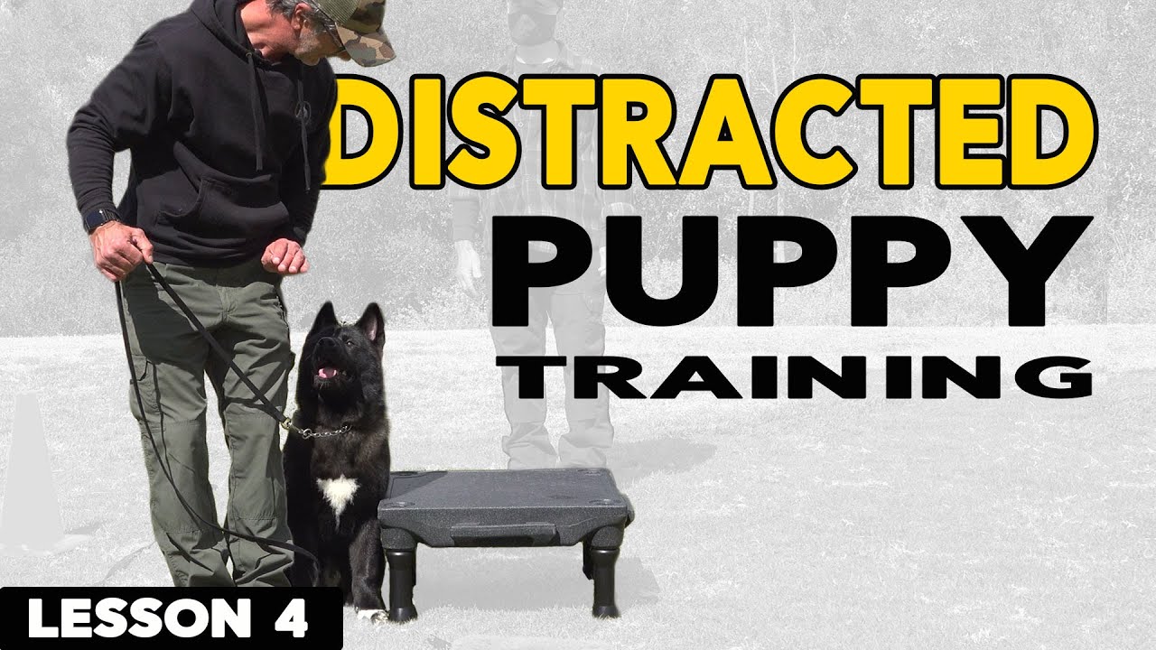 How to Train a Distracted Puppy - YouTube