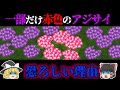 【意味怖】そこだけ花の色が違う理由は・・・「紫陽花」【ゆっくり】