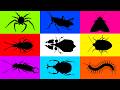 Insect: Leaf Insect, Spiny Spider, Moth, Centipede, Stink Bug, Hercules Beetle, Grasshopper, Earwig