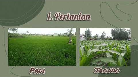 Potensi Sumber Daya Alam dan Ekonomi Desa Seloretno || KKN-DR 2021 UIN Raden Intan Lampung