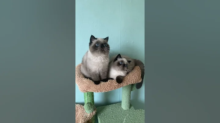 Watch the video about Exotic shorthair seal point #colorpoint