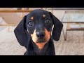 Funny Dachshund Dogs Compilation