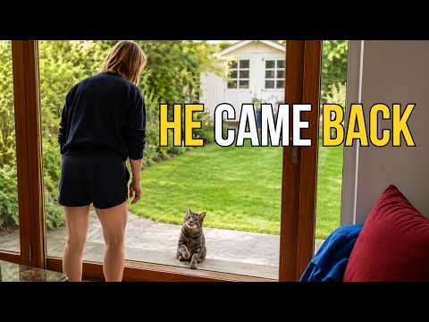 Stray Kitten Rescue — He Disappeared for 3 Days… Then Came Back and Chose His Family