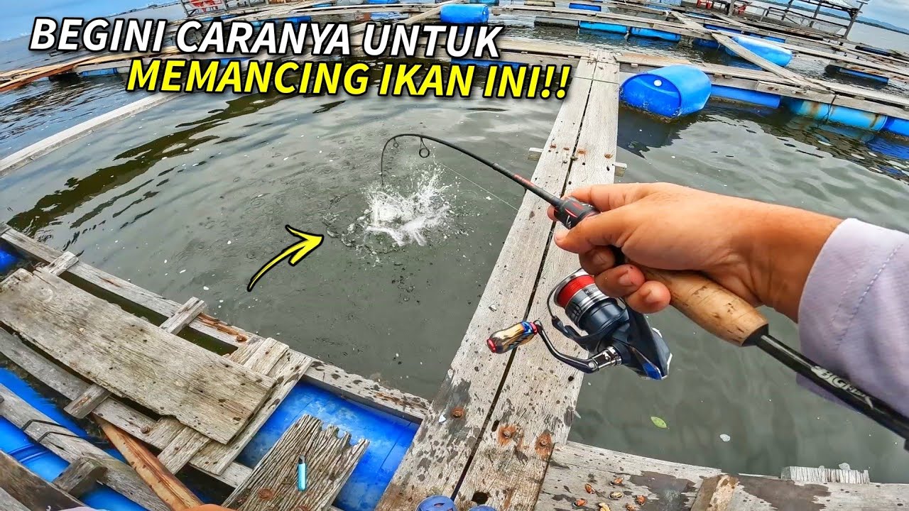 UMPAN PADU & CARA Memancing di Kelong Pulau Aman!!