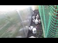 МЕДВЕДЬ НА ДЕРЕВЕ)) СТРОЮ ГОРОДУШКИ)) ЧЕСНОЧНЫЕ СТРЕЛКИ. ЖИЗНЬ В СТАНИЦЕ