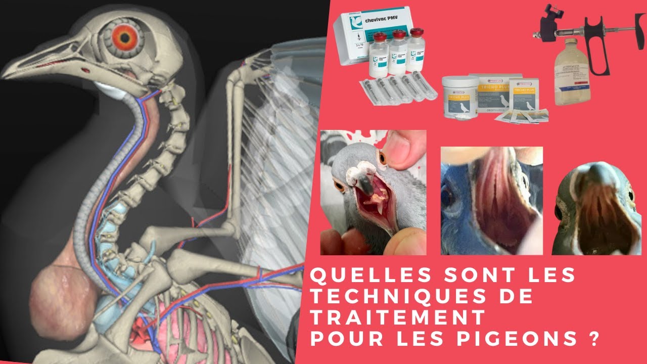 Quelles sont les techniques de traitement pour les pigeons ? YouTube — free download