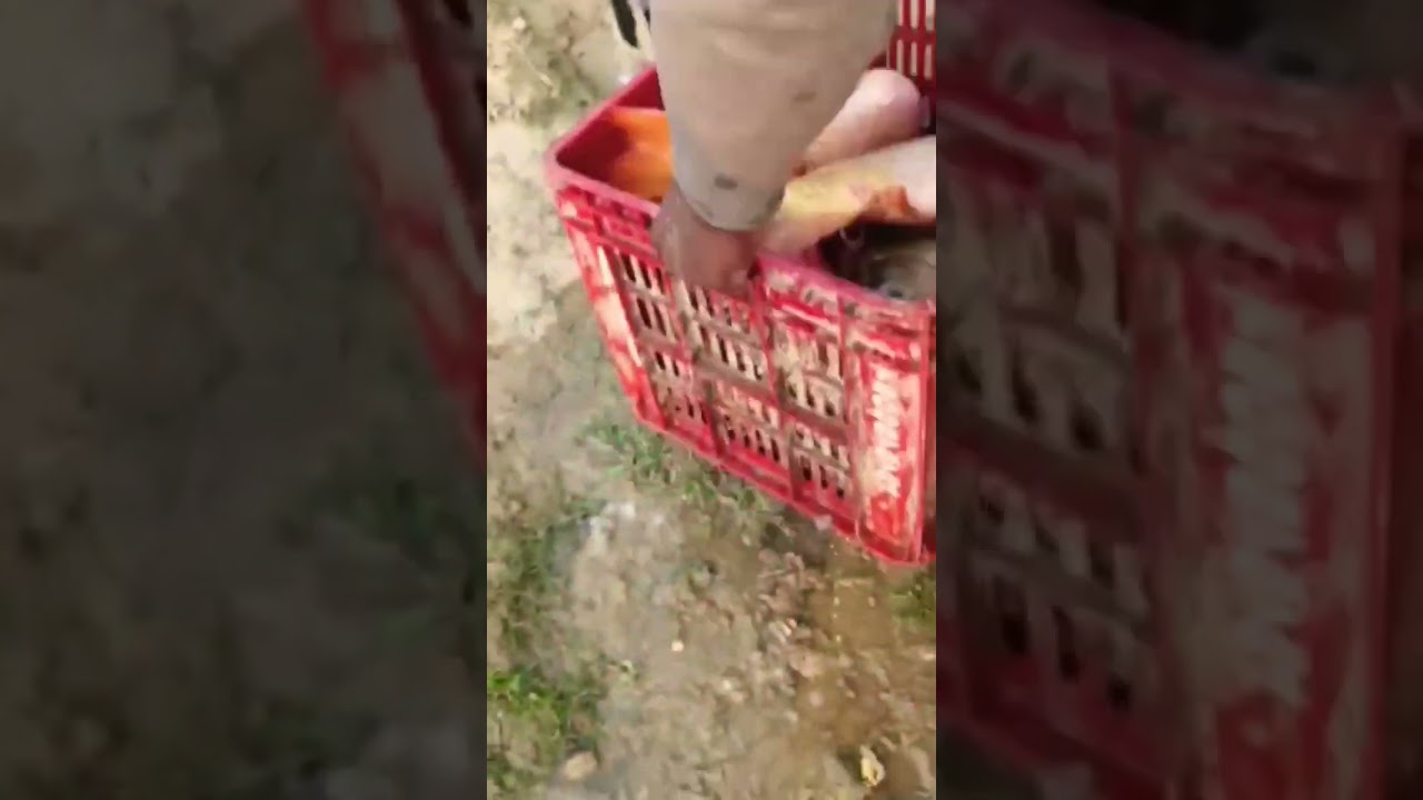 Amur carp cyprinus carpio