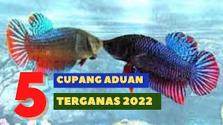 Mengenal 5 Jenis Ikan Cupang Aduan Terganas 2022