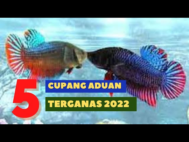 Mengenal 5 Jenis Ikan Cupang Aduan Terganas 2022 class=