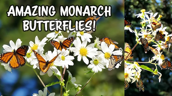 Monarch Butterflies! Amazing migration at Pacific Grove, California