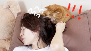 My Cats Started Pulling My Hair When I Told Them I Was Staying Out! (ENG SUB)