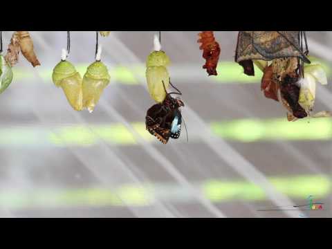 Видео: Грижа за храст на пеперуда - Как да се грижим за храст от пеперуда