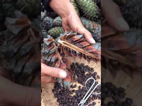 Video: Apakah kacang pinus adalah kacang pohon?