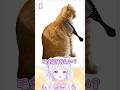 猫をブラッシングするゲーム #新人vtuber #vtuber #shorts