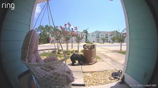 Panama City man encounters bear near trash cans