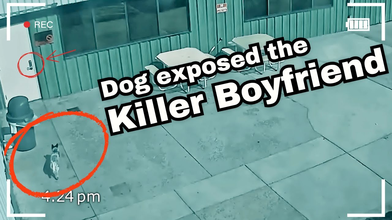 Dog Traced the Killer Boyfriend | Caught on Camera