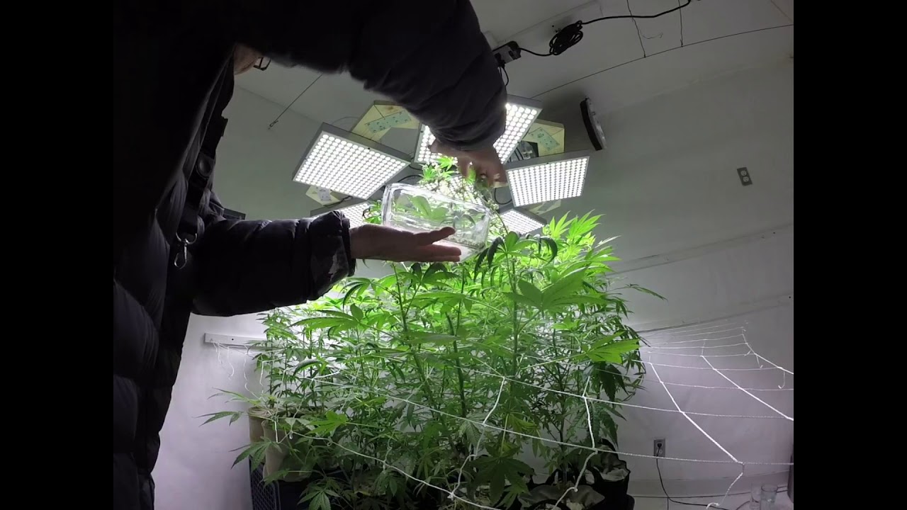 How I like to collect Marijuana Pollen. Here we have some GDP pollen