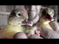 Our CHICKEN hatched out DUCKLINGS!