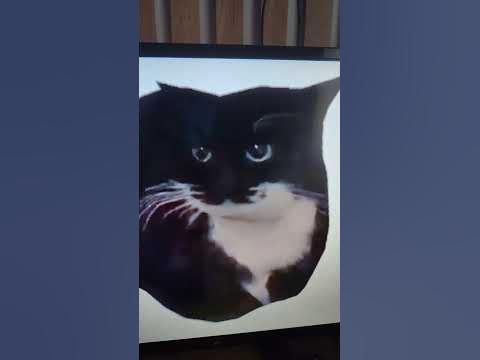 крутиться кот - YouTube