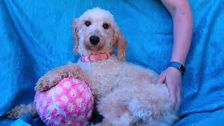 Video of adoptable pet named Ruby